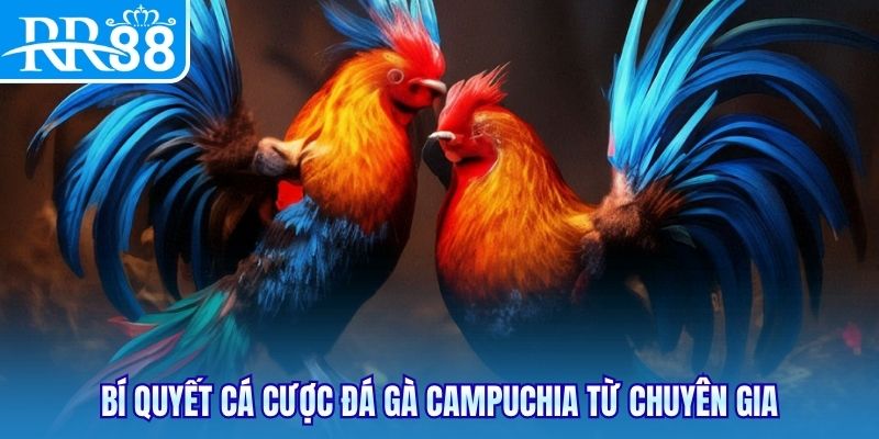 Bí quyết cá cược đá gà Campuchia từ chuyên gia