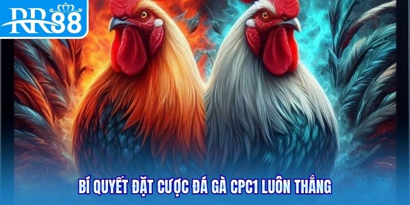 Bí quyết đặt cược đá gà CPC1 luôn thắng
