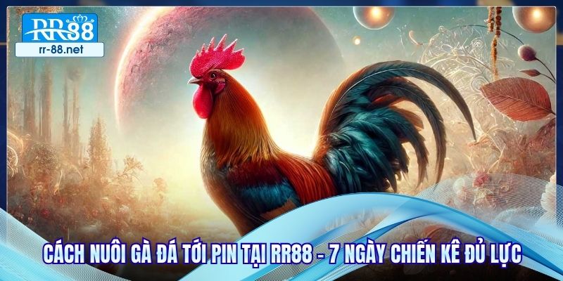 Cách Nuôi Gà Đá Tới Pin Tại RR88 - 7 Ngày Chiến Kê Đủ Lực