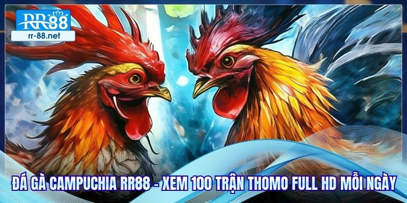 Đá Gà Campuchia RR88 - Xem 100 Trận Thomo Full HD Mỗi Ngày