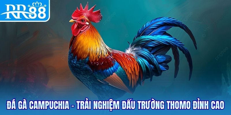 Đá gà Campuchia - Trải nghiệm đấu trường Thomo đỉnh cao