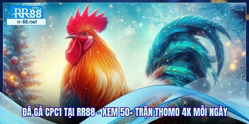 Đá Gà CPC1 Tại RR88 - Xem 50+ Trận Thomo 4K Mỗi Ngày