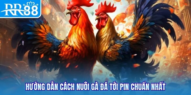 Hướng dẫn cách nuôi gà đá tới pin chuẩn nhất