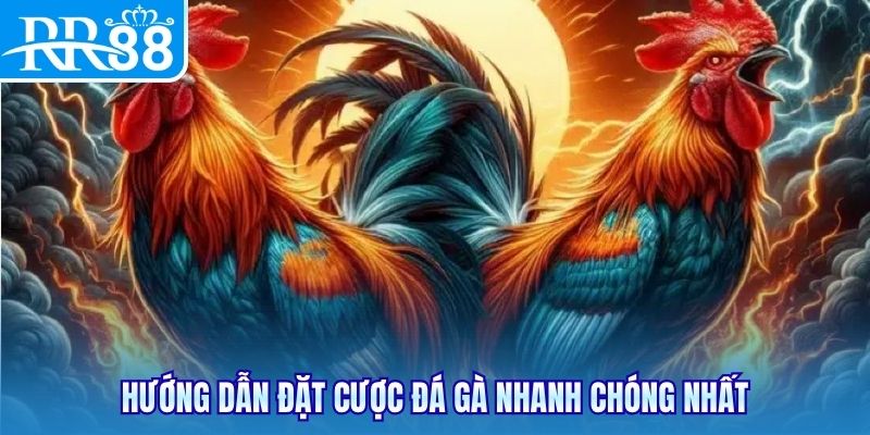 Hướng dẫn đặt cược đá gà nhanh chóng nhất