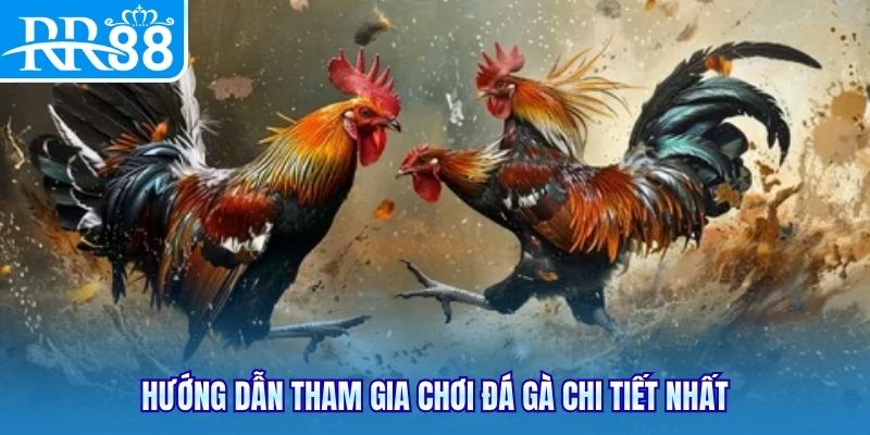 Hướng dẫn tham gia chơi đá gà chi tiết nhất