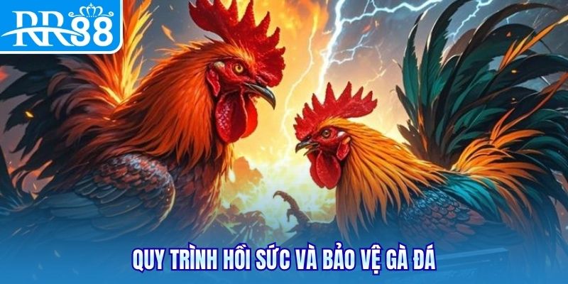 Quy trình hồi sức và bảo vệ gà đá