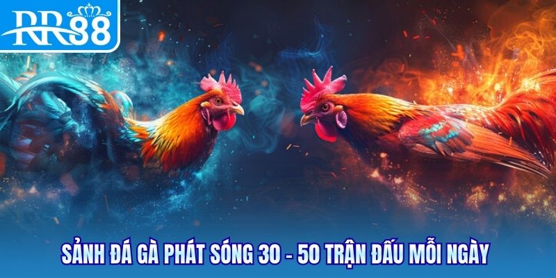 Sảnh đá gà phát sóng 30 - 50 trận đấu mỗi ngày 
