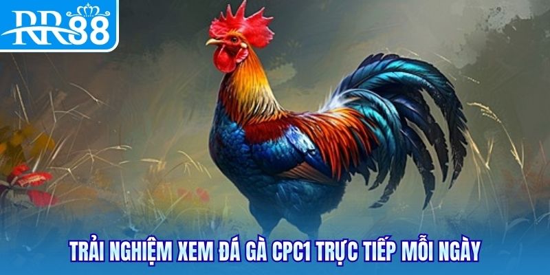 Trải nghiệm xem đá gà CPC1 trực tiếp mỗi ngày