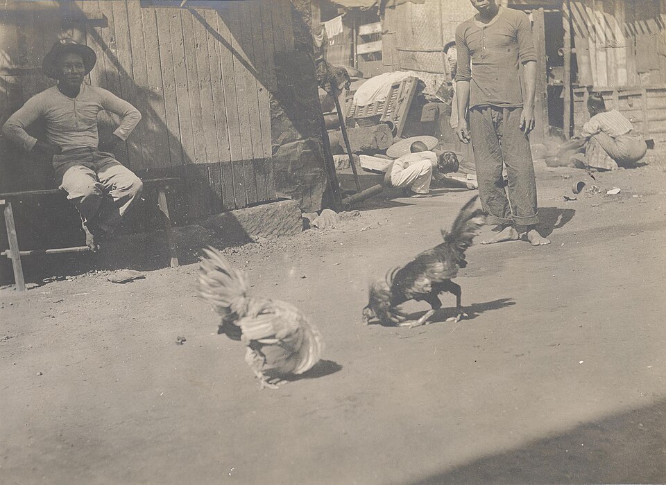 Cảnh đá gà tại Philippines năm 1900